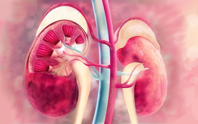 Renalnutrition: The Shield in preventing Kidney Complications